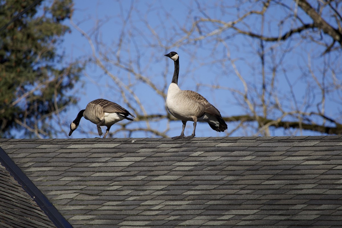 Barnacla Canadiense Grande - ML646372844