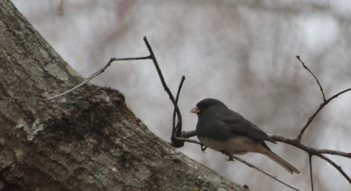 Dark-eyed Junco - ML646372845
