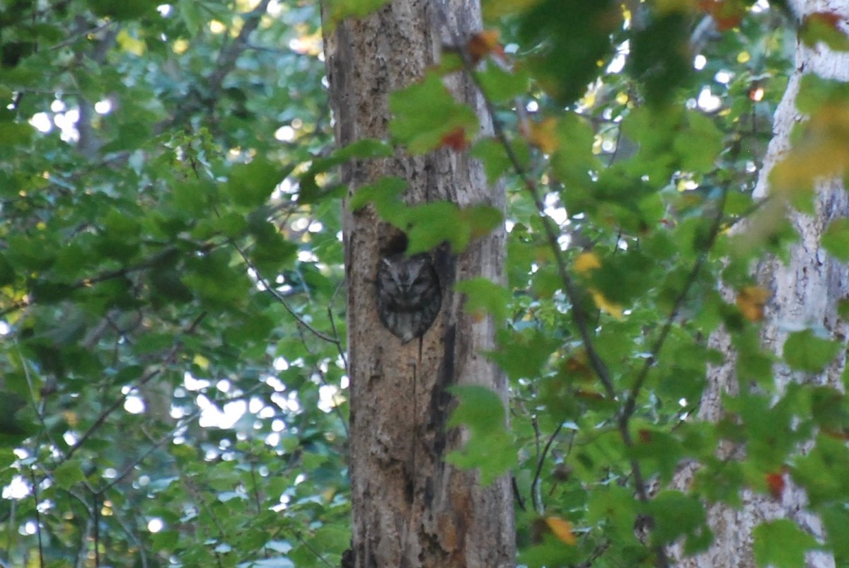 Eastern Screech-Owl - ML646372848