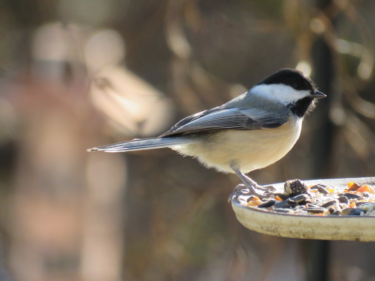 Black-capped Chickadee - ML646372850