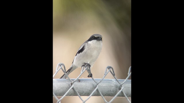 amerikavarsler - ML646372851