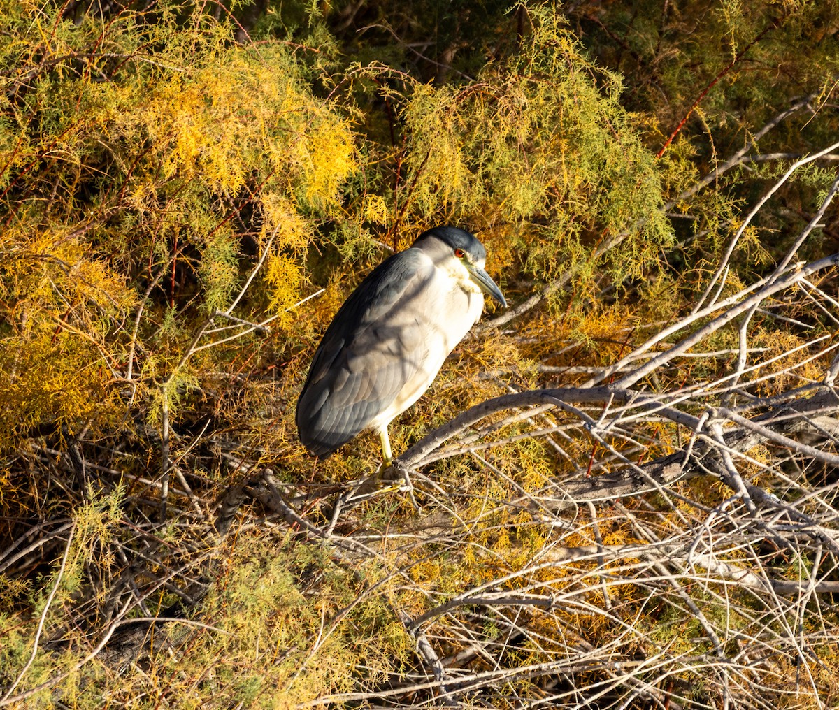 Black-crowned Night Heron - ML646372852