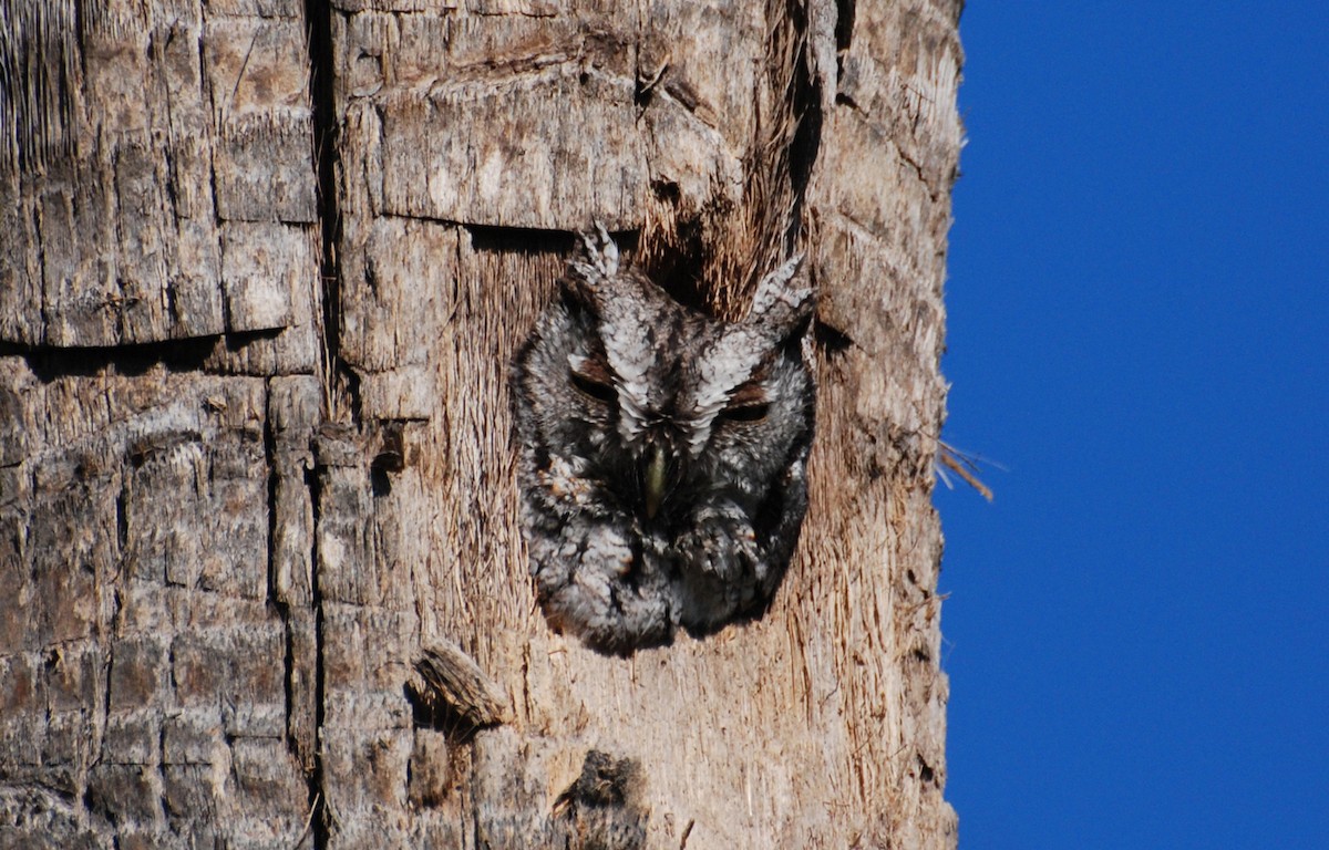 Eastern Screech-Owl - ML646372857