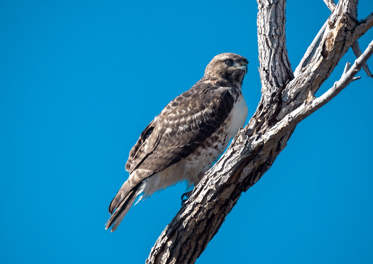 Red-tailed Hawk - ML646372859