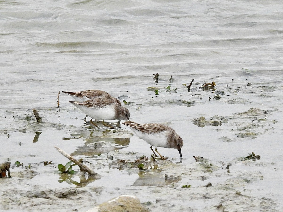 Least Sandpiper - ML646372860