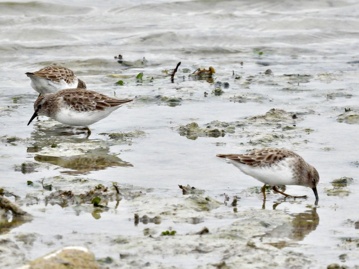 Least Sandpiper - ML646372861