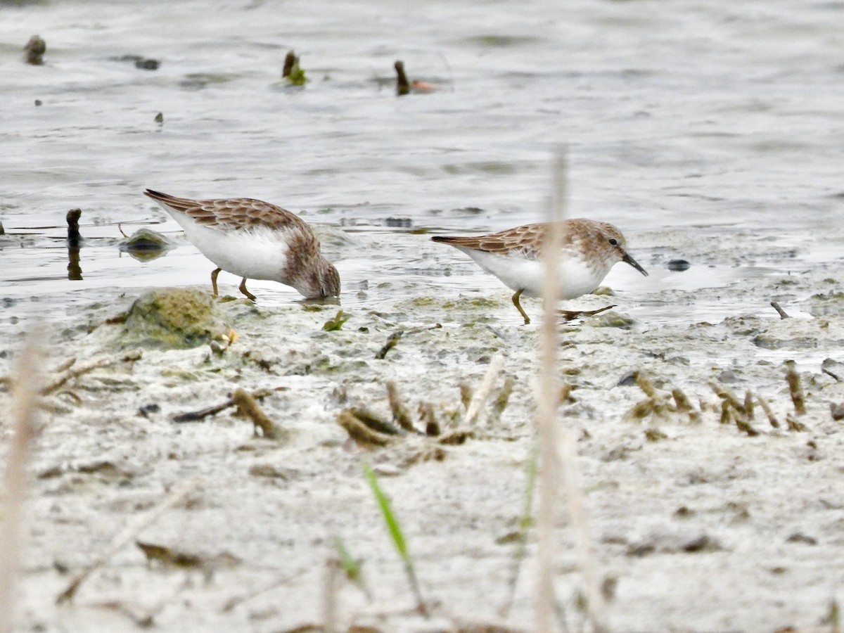 Least Sandpiper - ML646372862