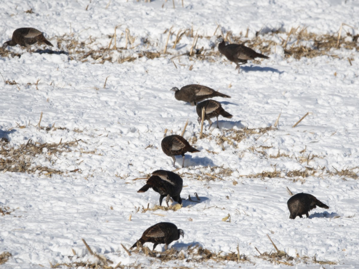 火雞 - ML646372863