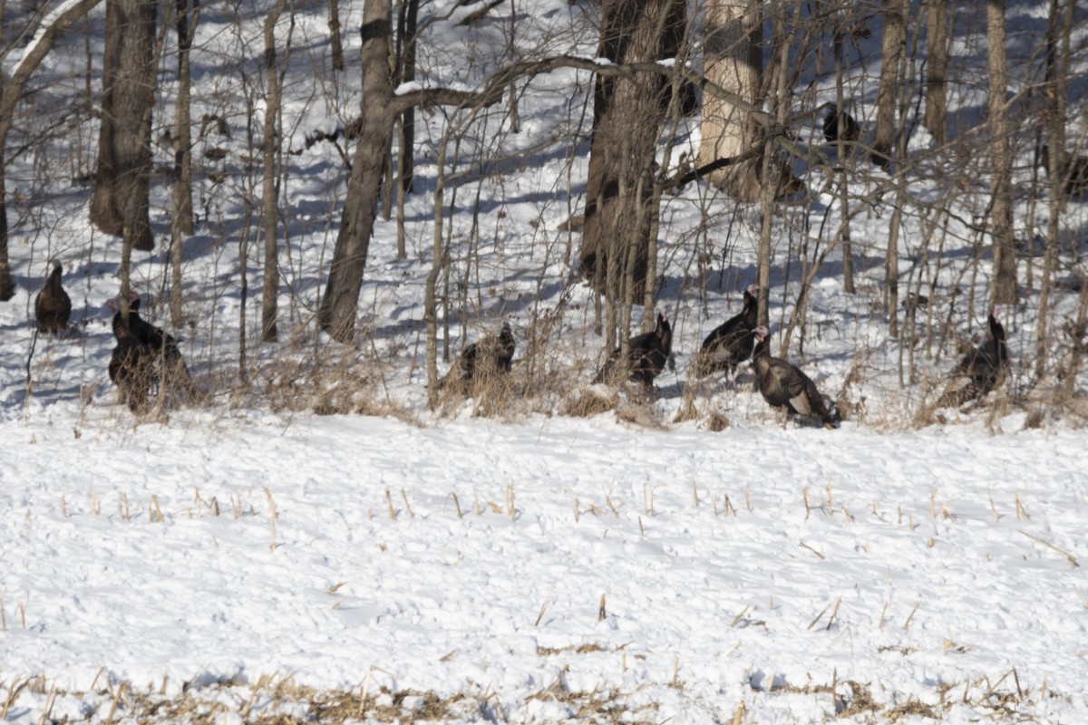 火雞 - ML646372864