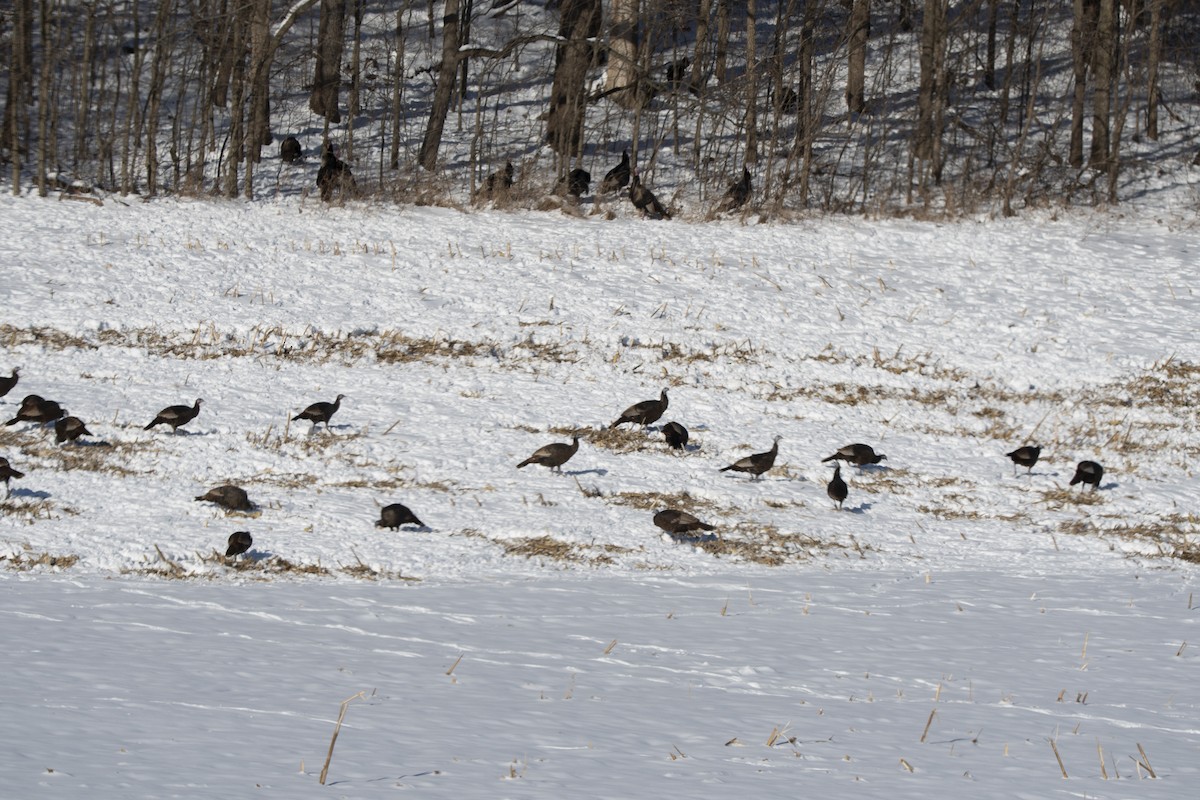 火雞 - ML646372865