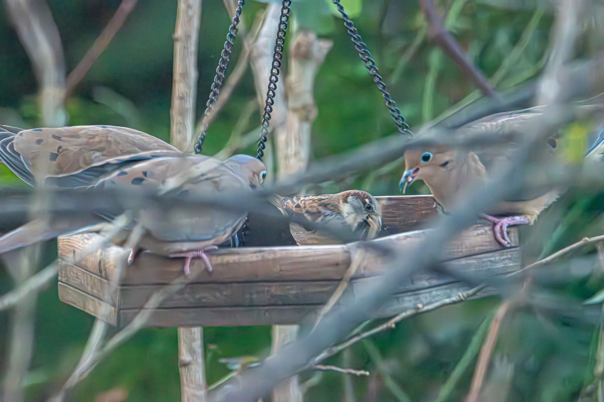 Mourning Dove - ML646372868