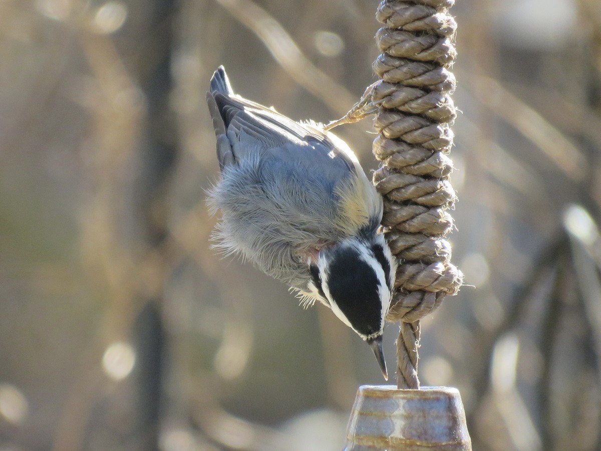 Red-breasted Nuthatch - ML646372869