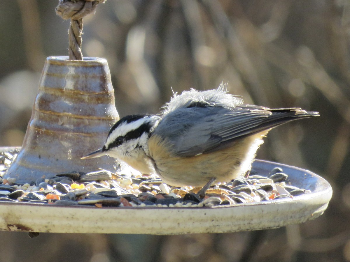 Red-breasted Nuthatch - ML646372870