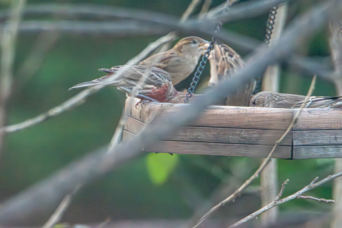 家麻雀 - ML646372874