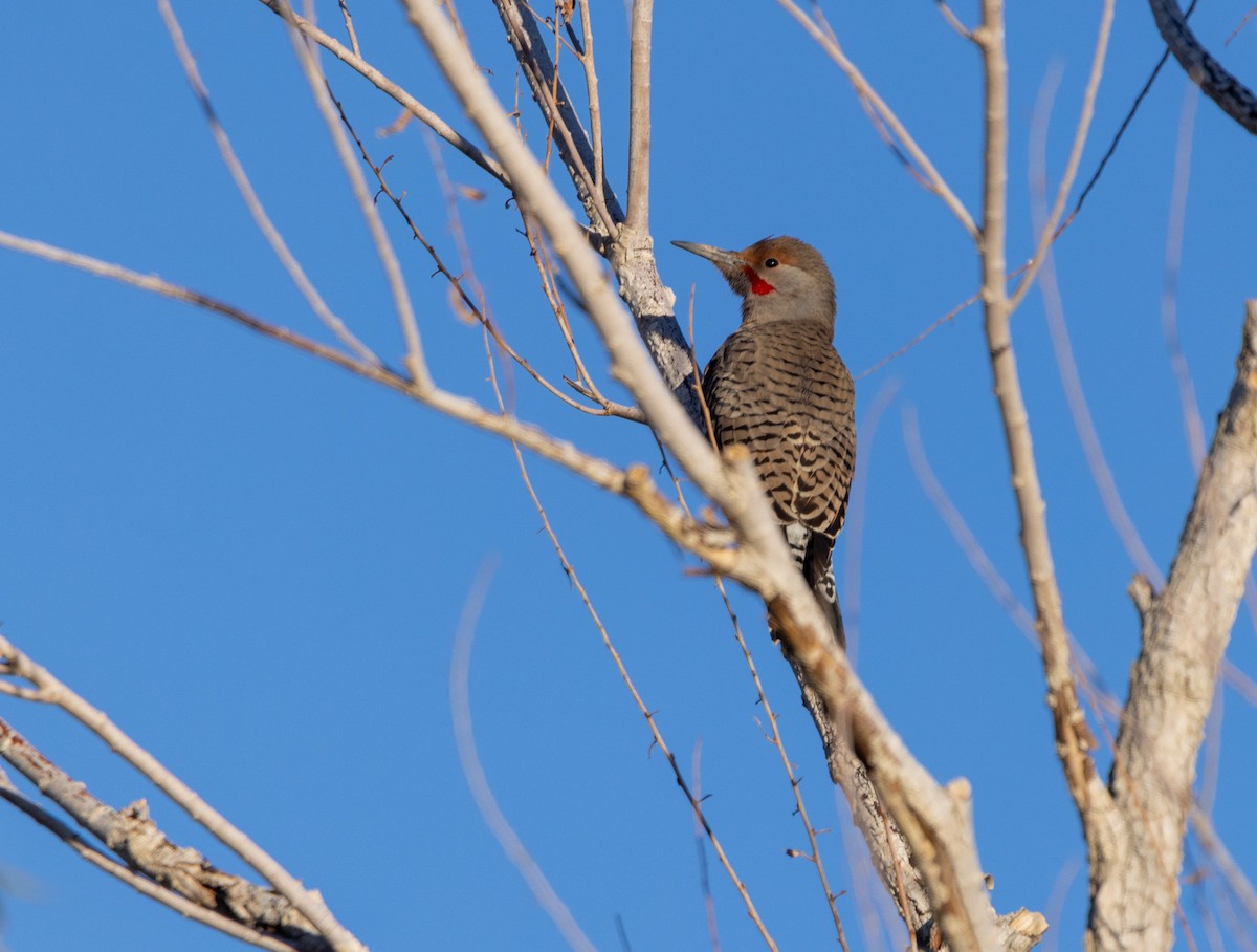 Northern Flicker - ML646372875