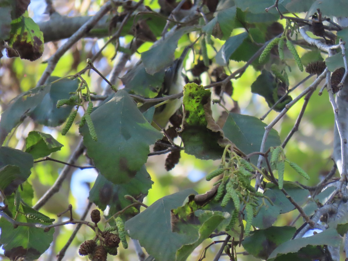 new world warbler sp. - ML646372877