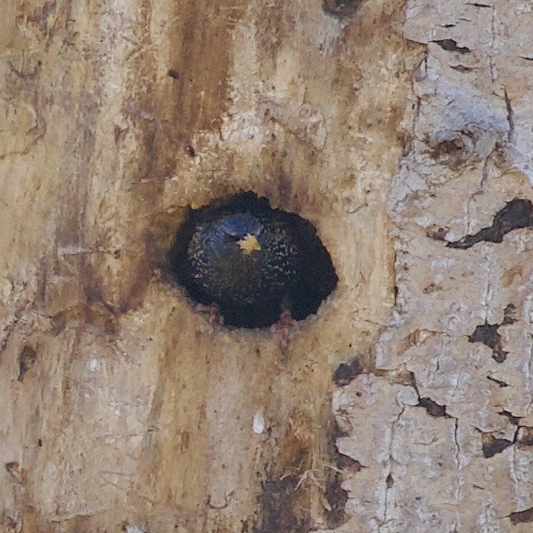 歐洲椋鳥 - ML646372880