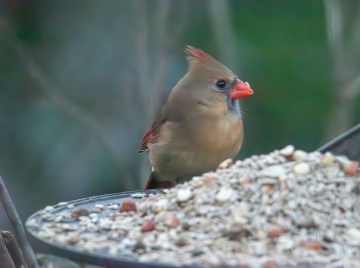 Northern Cardinal - ML646372881