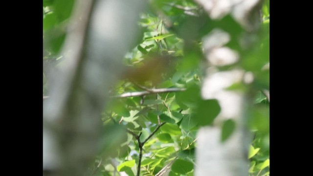 Mourning Warbler - ML646372883