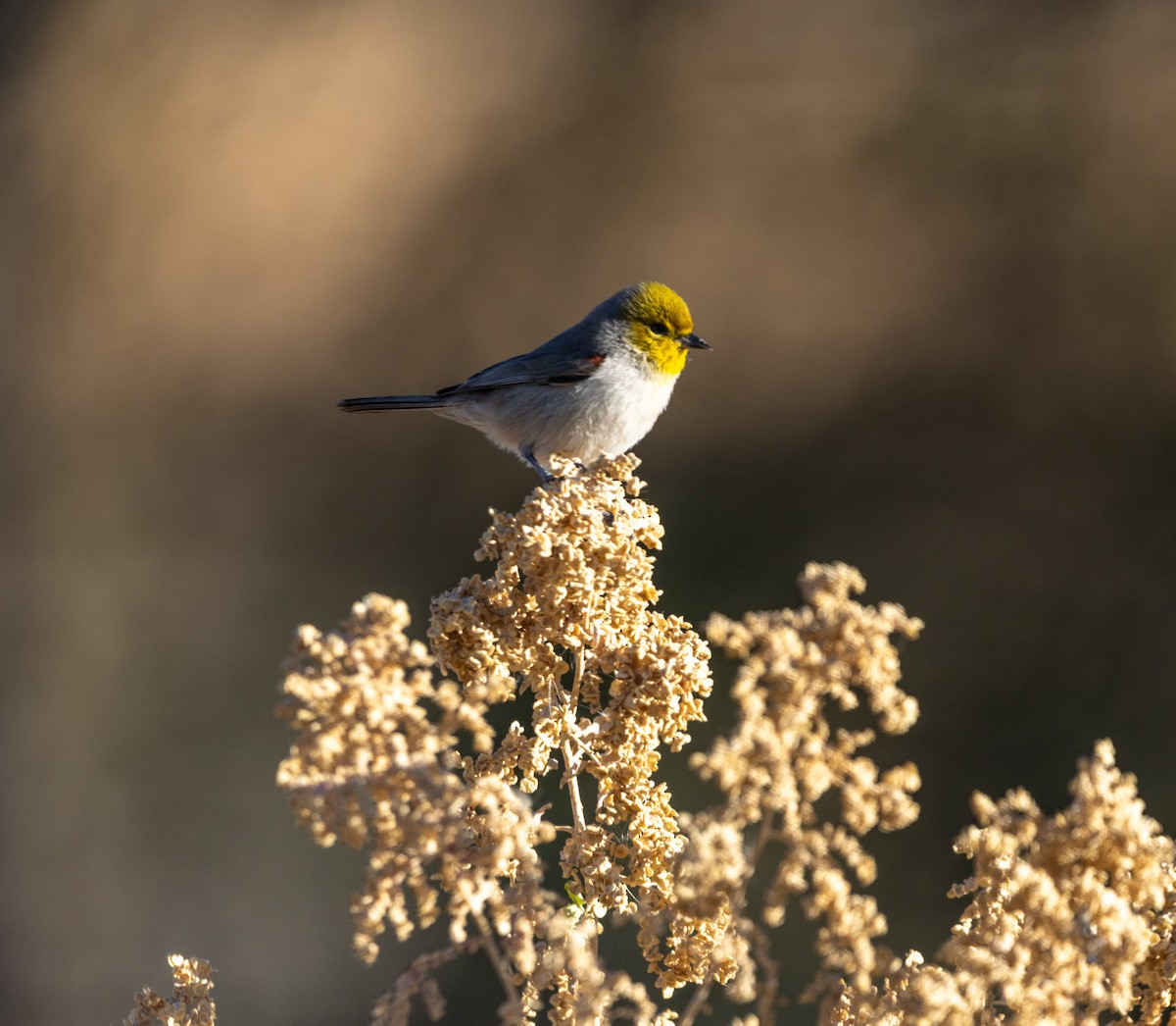 Verdin - ML646372885