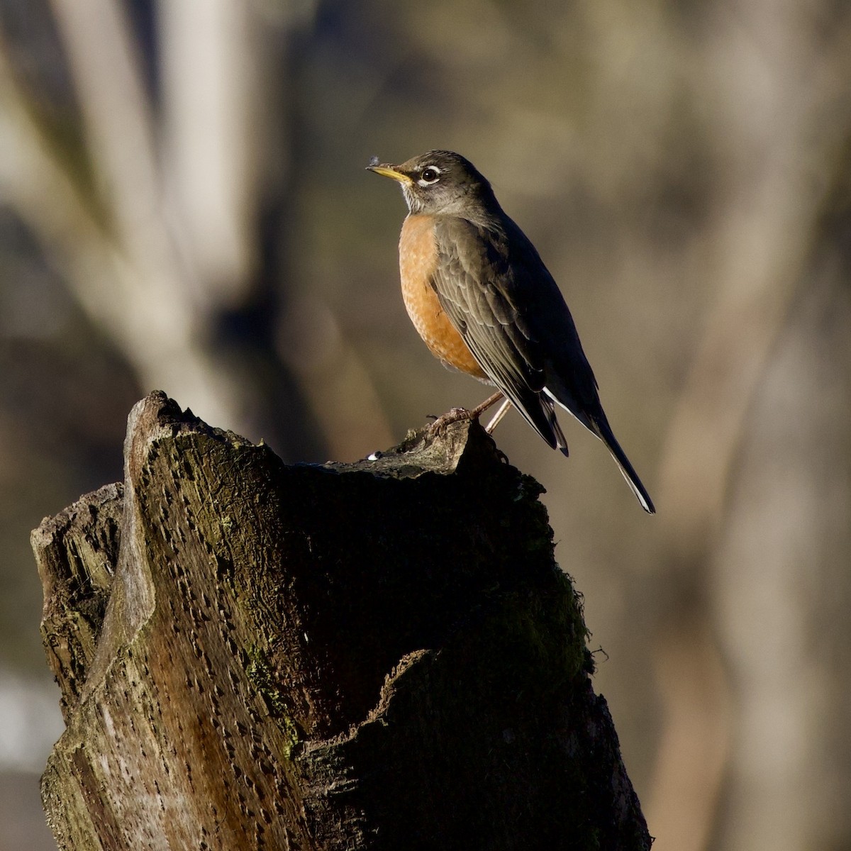 American Robin - ML646372886