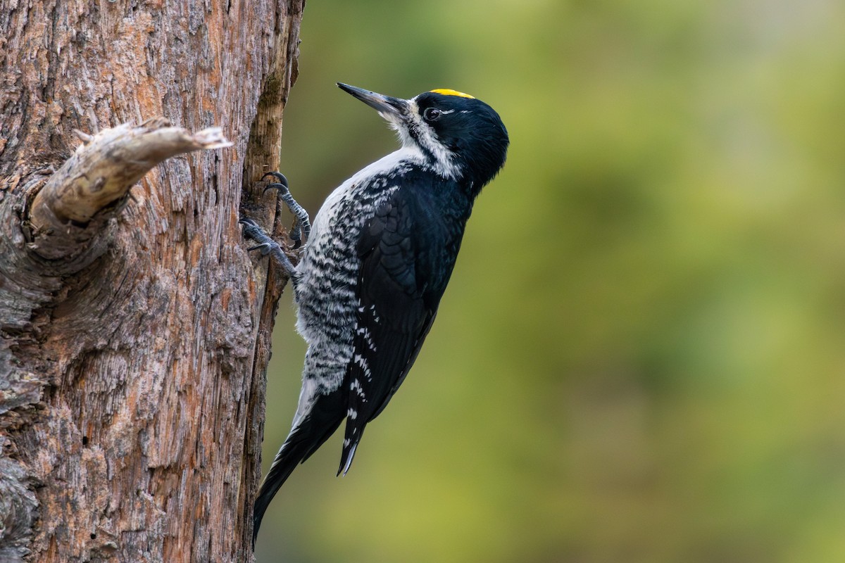 Black-backed Woodpecker - ML646372887