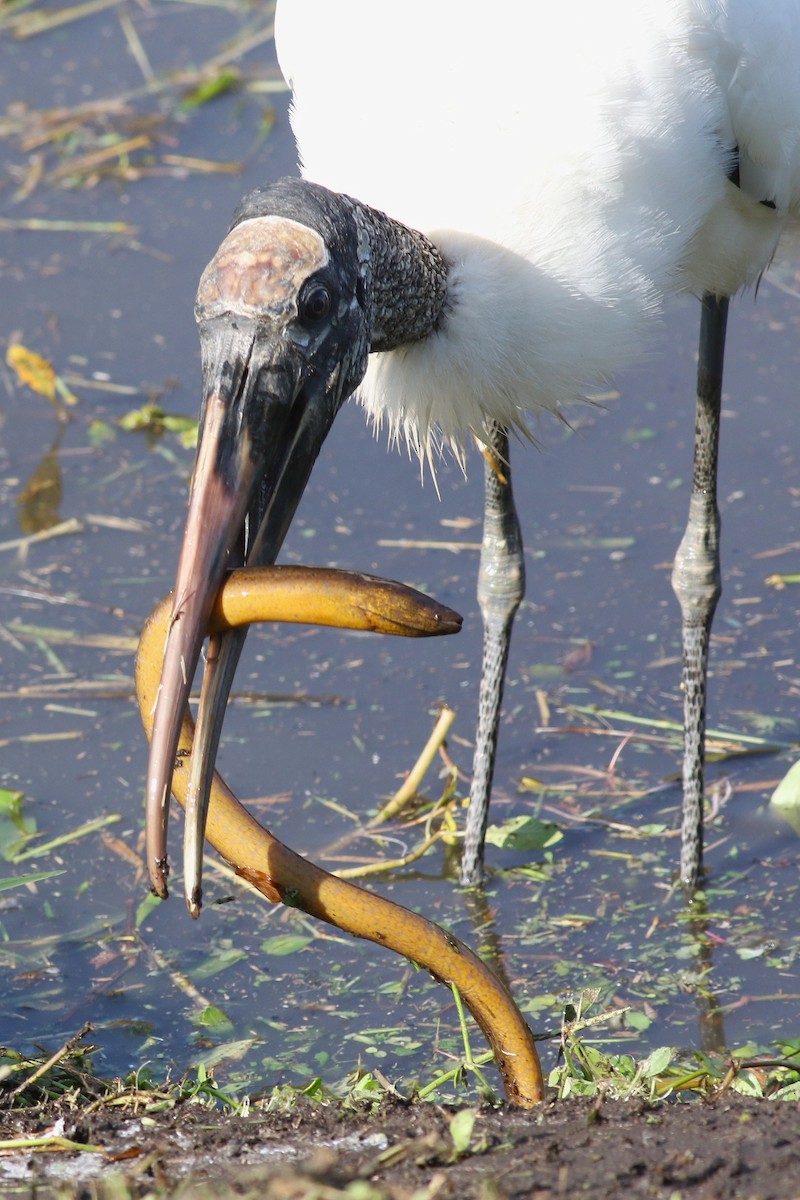 Wood Stork - ML646372888