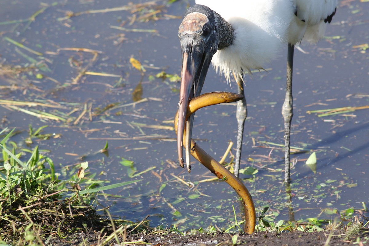 Wood Stork - ML646372890