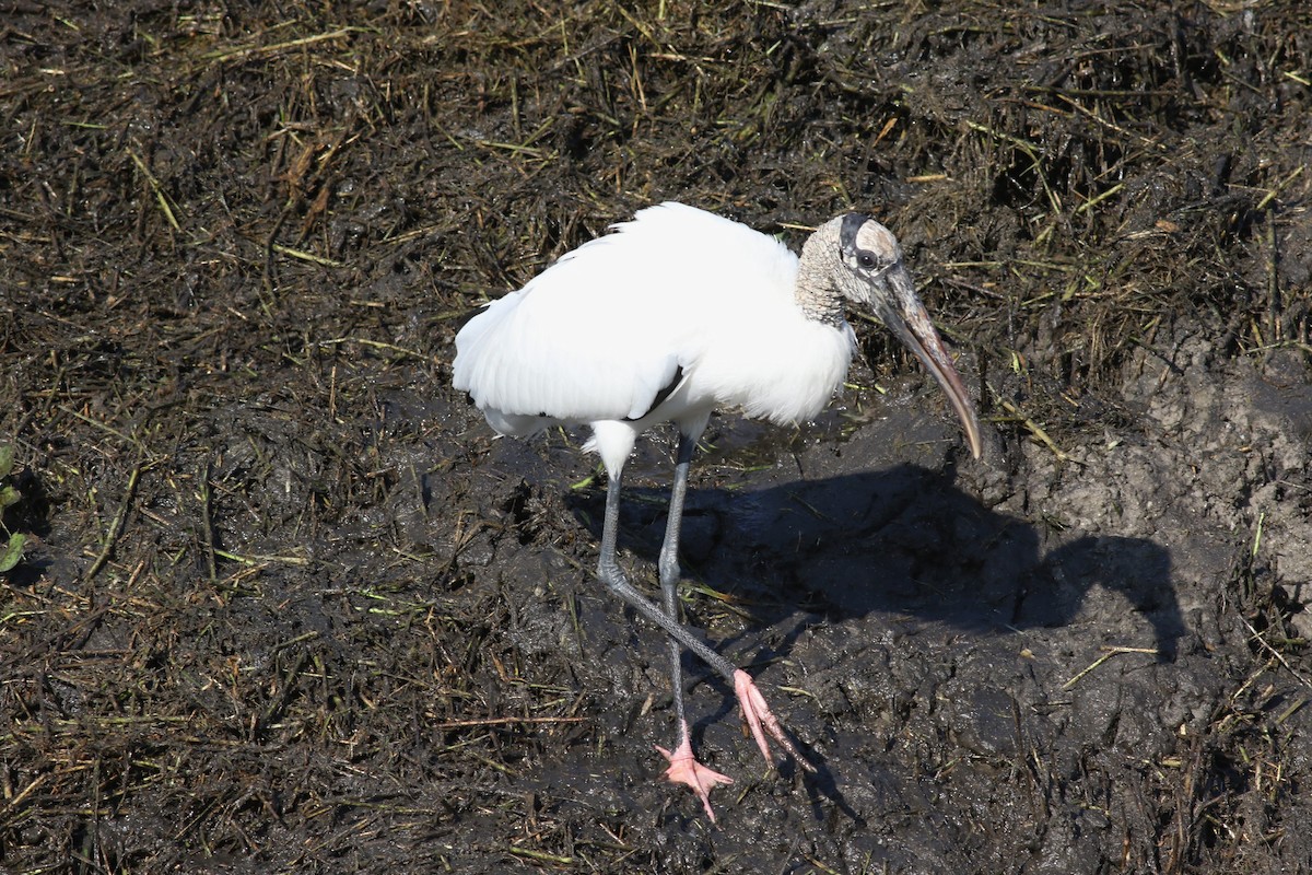 Wood Stork - ML646372891