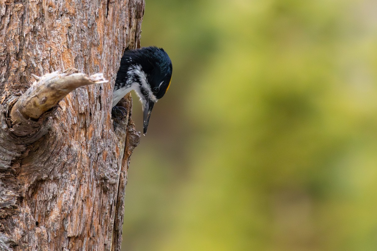 Black-backed Woodpecker - ML646372892