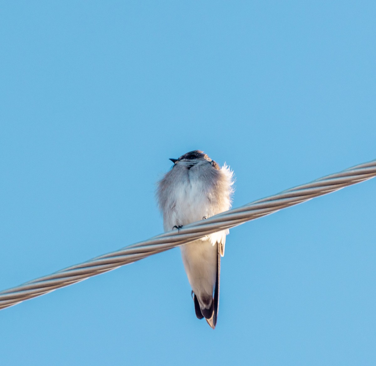 Northern Rough-winged Swallow - ML646372893