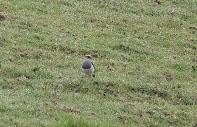 Andean Lapwing - ML646372894