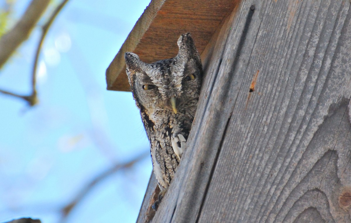 Eastern Screech-Owl - ML646372895