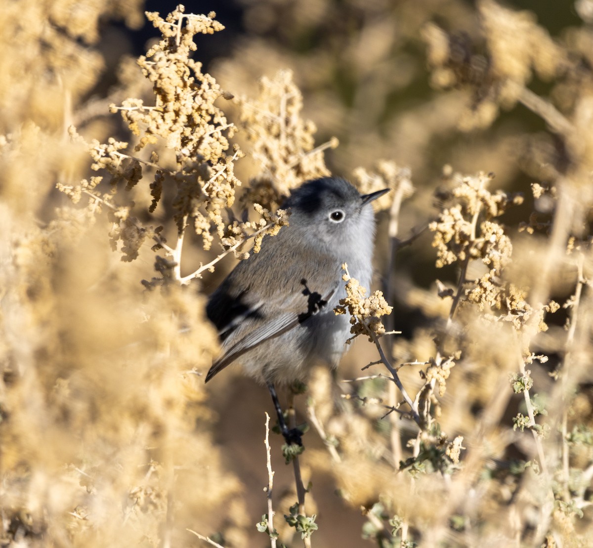 Black-tailed Gnatcatcher - ML646372896