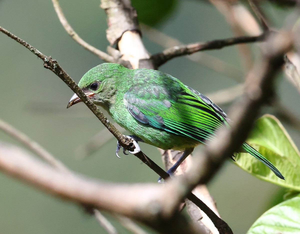 Green-headed Tanager - ML646372897