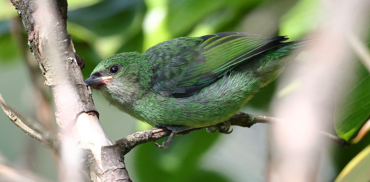Green-headed Tanager - ML646372898