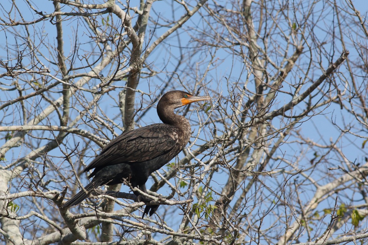 totoppskarv - ML646372900