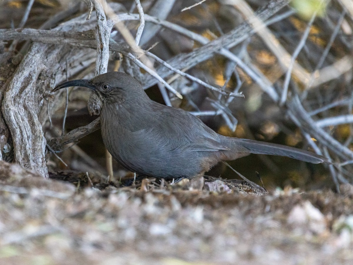 Crissal Thrasher - ML646372902