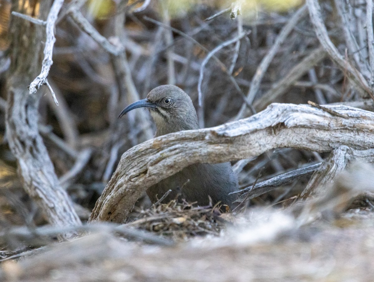 Crissal Thrasher - ML646372903