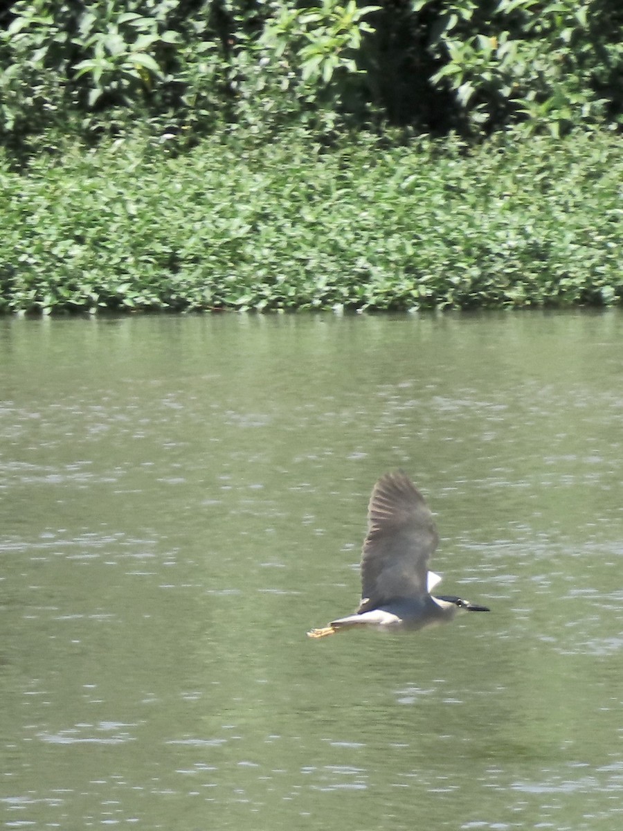 Black-crowned Night Heron - ML646372904