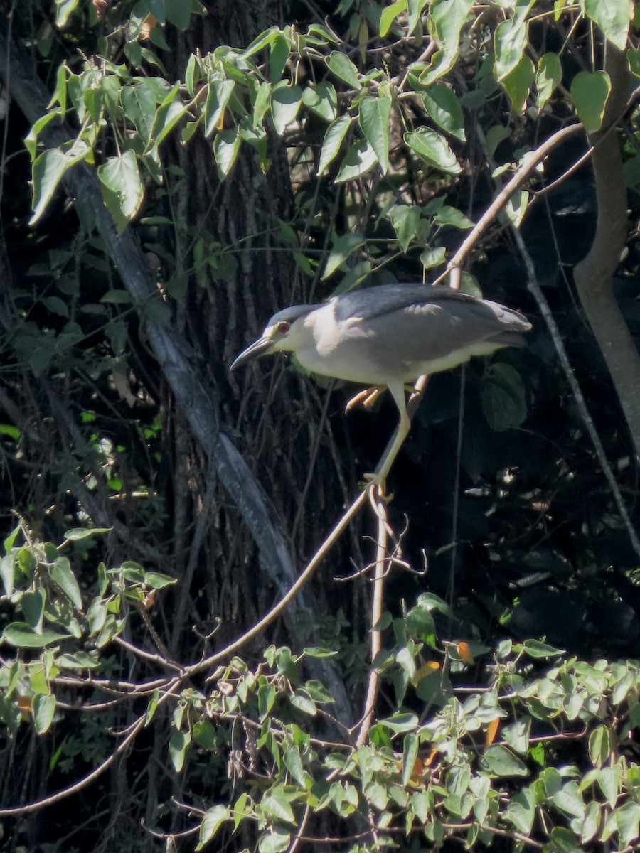 Black-crowned Night Heron - ML646372905
