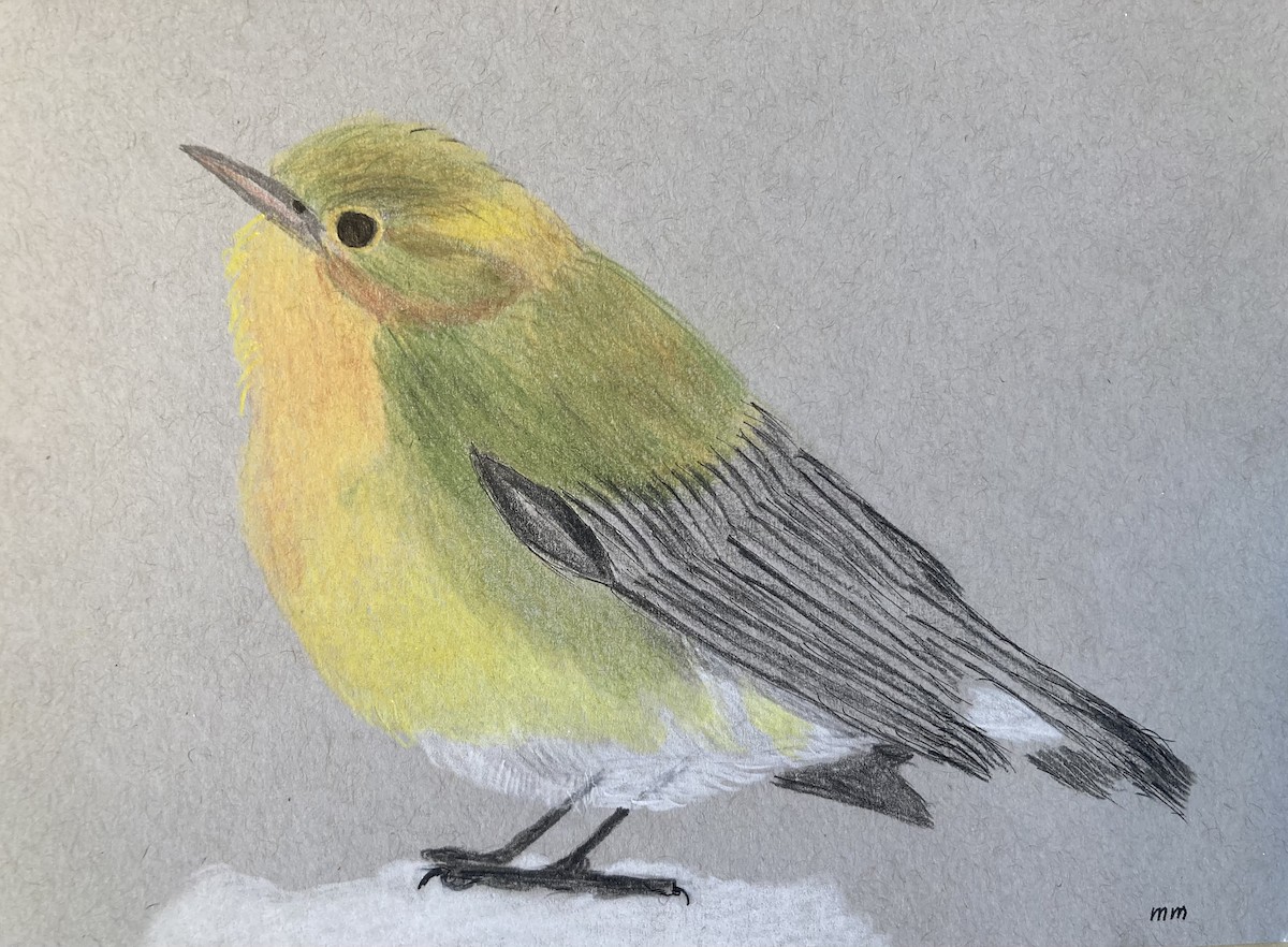 Prothonotary Warbler - ML646372907