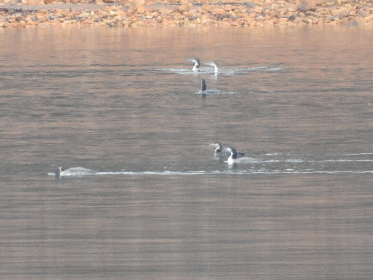 צוללן צפוני - ML646372908