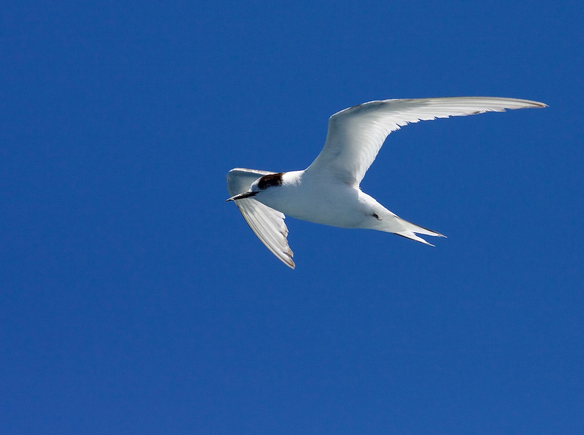 Arctic Tern - ML64637291