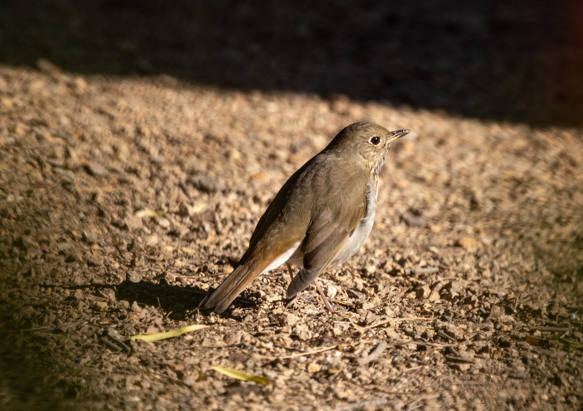 Hermit Thrush - ML646372913