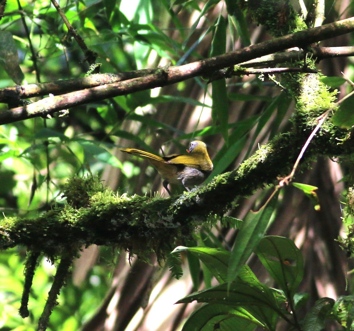 Buff-throated Saltator - ML646372914