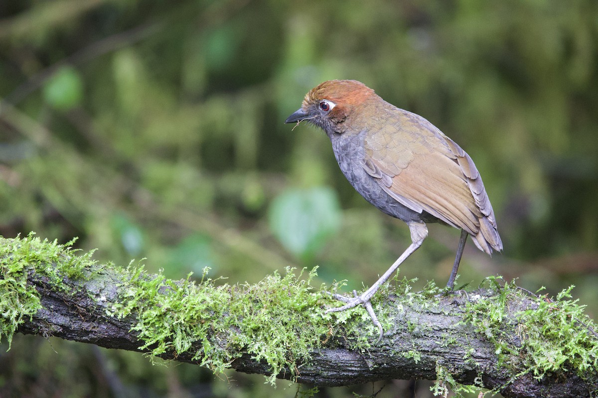Chestnut-naped Antpitta - ML646372915