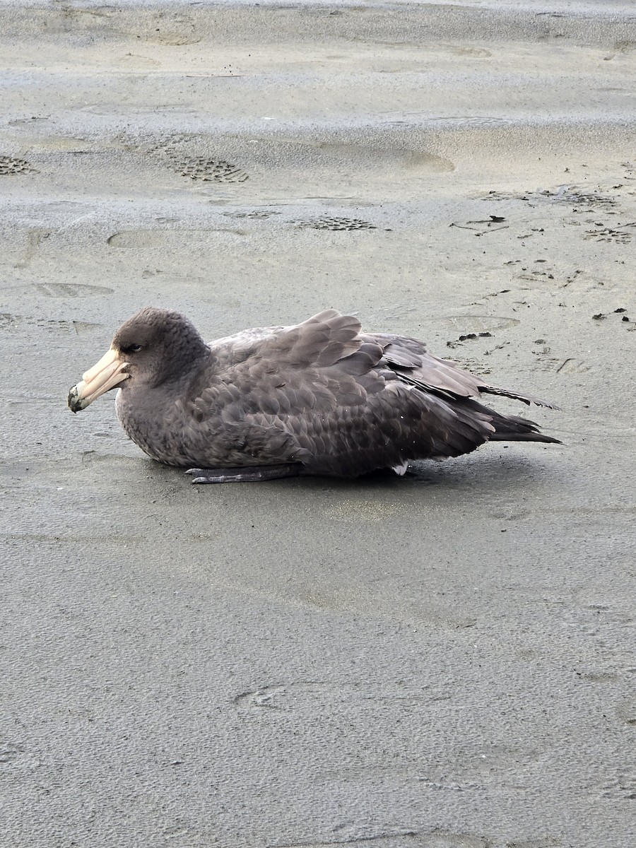 Antarktik Dev Fırtınakuşu - ML646372916