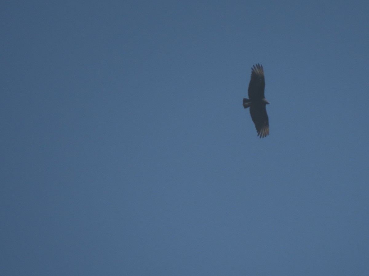 Black Vulture - ML646372918