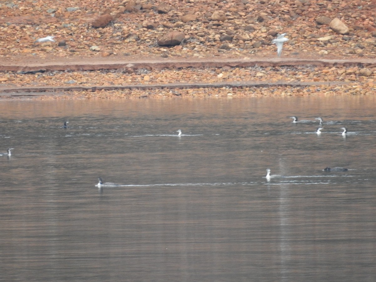 צוללן צפוני - ML646372919